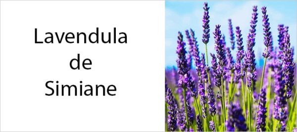 Lavendula de Simiane